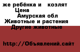2 же ребёнка и 5 козлят  › Цена ­ 16000-23000 - Амурская обл. Животные и растения » Другие животные   